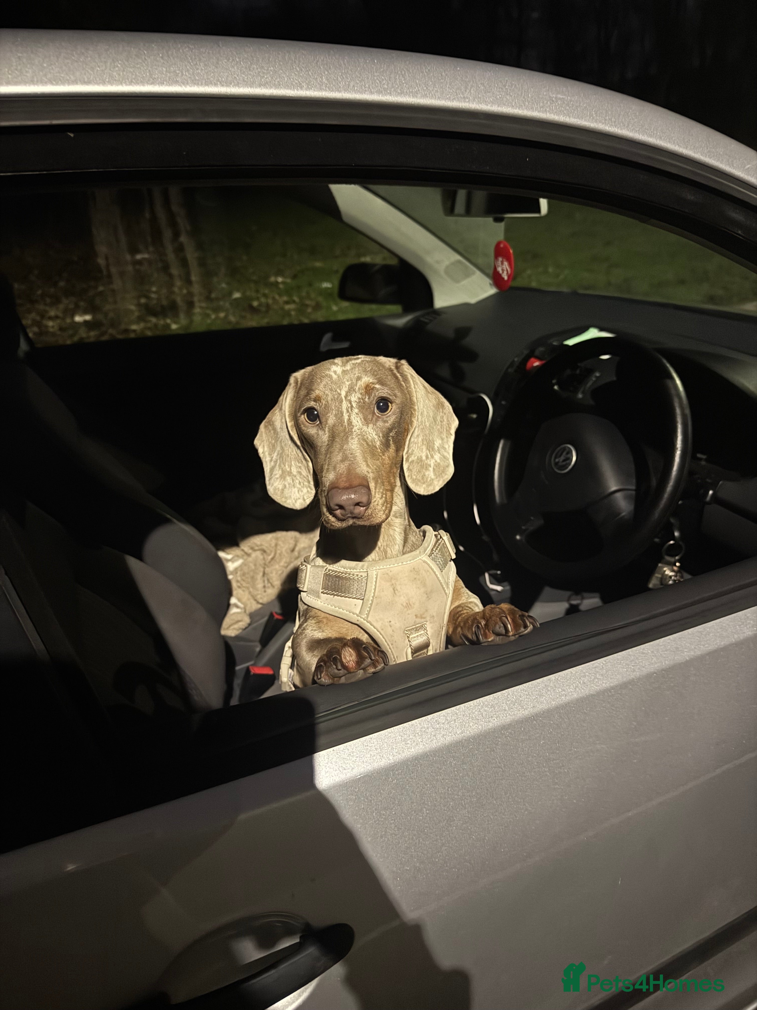 Dachshund dogs Male dachshund  - Advert 3