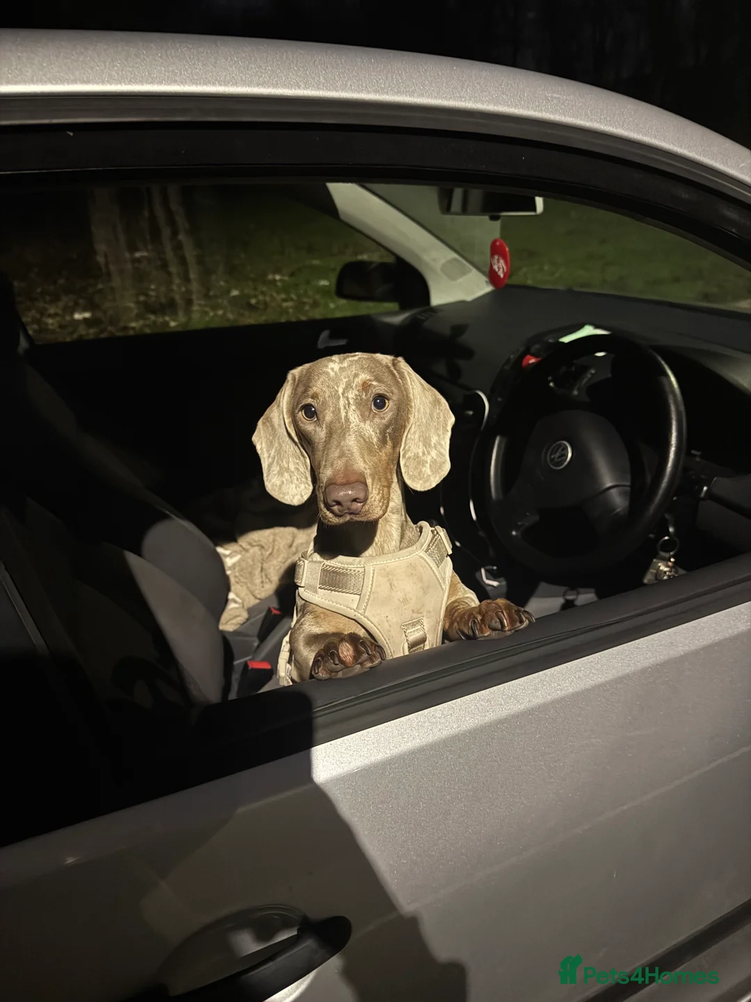 Dachshund dogs for sale: Male dachshund  in Northwich - Advert 1