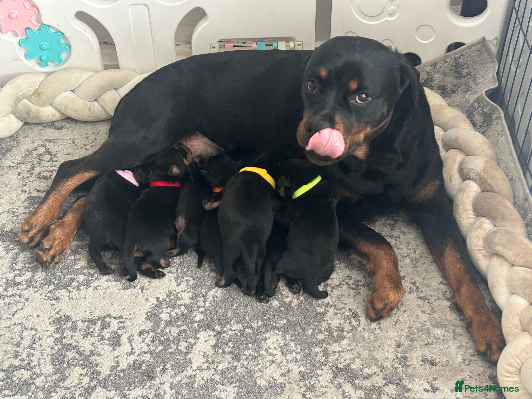 Rottweiler dogs 7 Rottweiler puppies  - Advert 1
