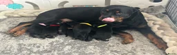 Rottweiler dogs for sale: 7 Rottweiler puppies  - Advert 1