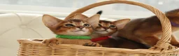 Abyssinian cats for sale: Pure breed Abyssinian kitten’s GCCF registered  - Advert 18