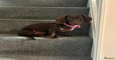 Miniature Dachshund dogs - Advert 4