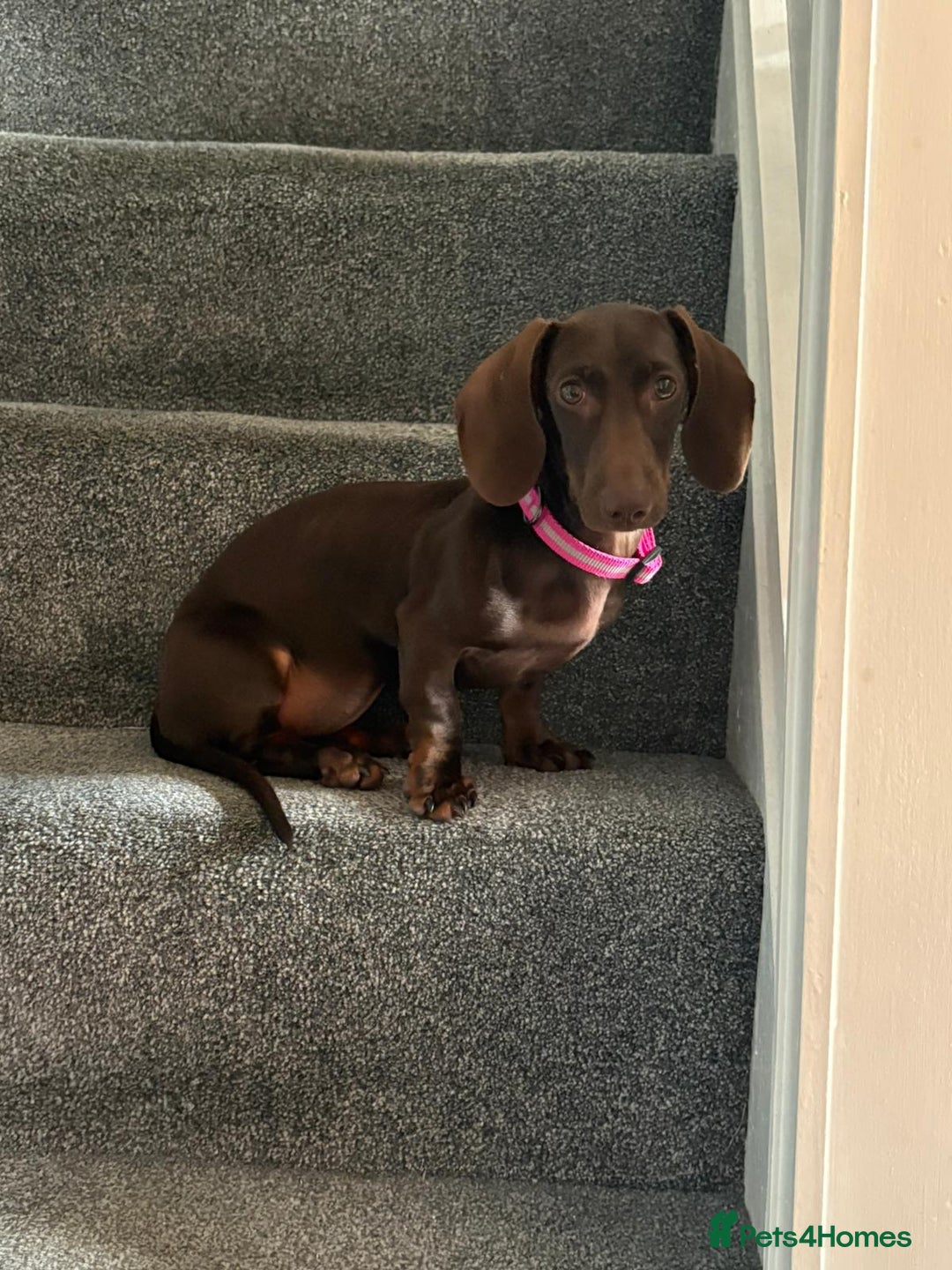 Miniature Dachshund dogs for sale: Beautiful mini dachshund little lady full pedigree - Image 3