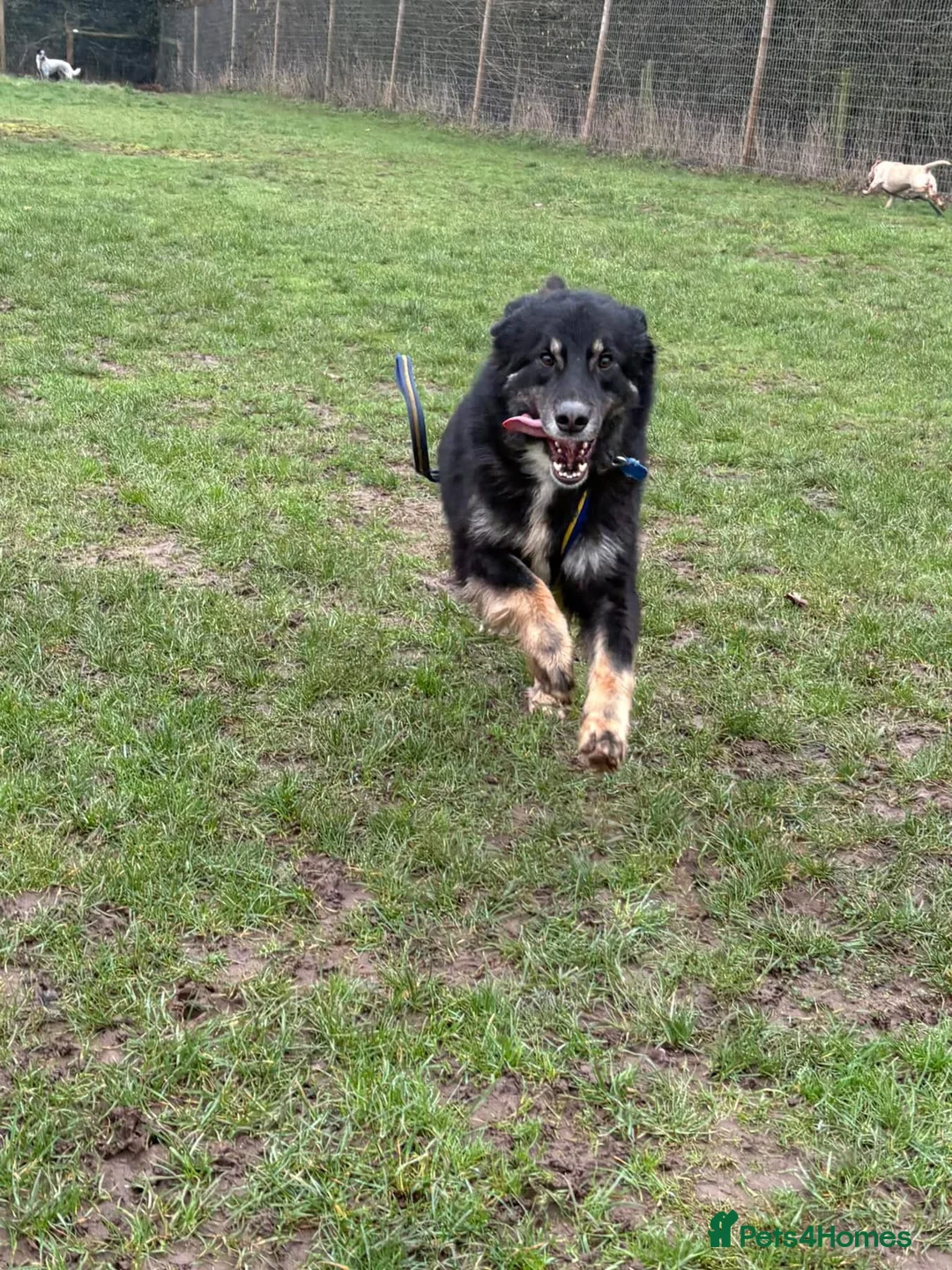 Mixed Breed dogs for adoption: Waffle - Norwich Norfolk  - Advert 19