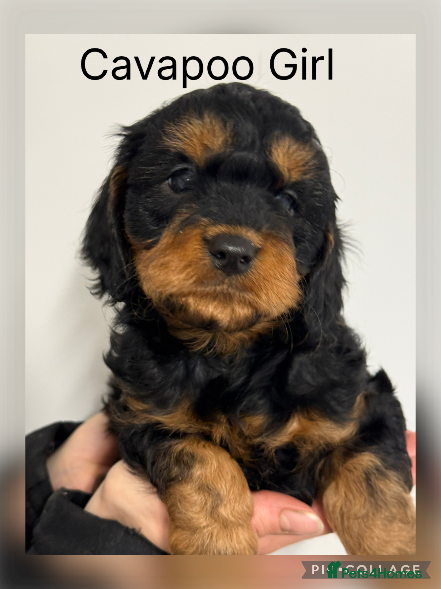 Cavapoo dogs Stunning F1 Cavapoo’s  - Advert 1