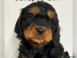 Cavapoo dogs Stunning F1 Cavapoo’s - Advert 1