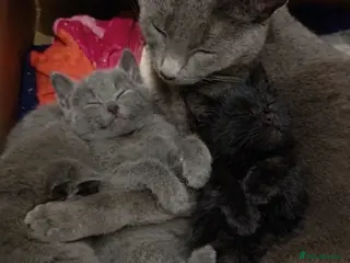 Mixed Breed cats stunning litter of RussianX kittens available - Advert 1