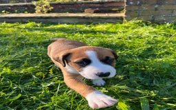 Mixed Breed dogs for sale: Staffy x Australian Kelpie  - Image 36