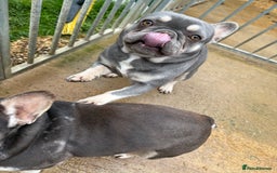 French Bulldog dogs for sale: FRENCH BULLDOGS  - Advert 9