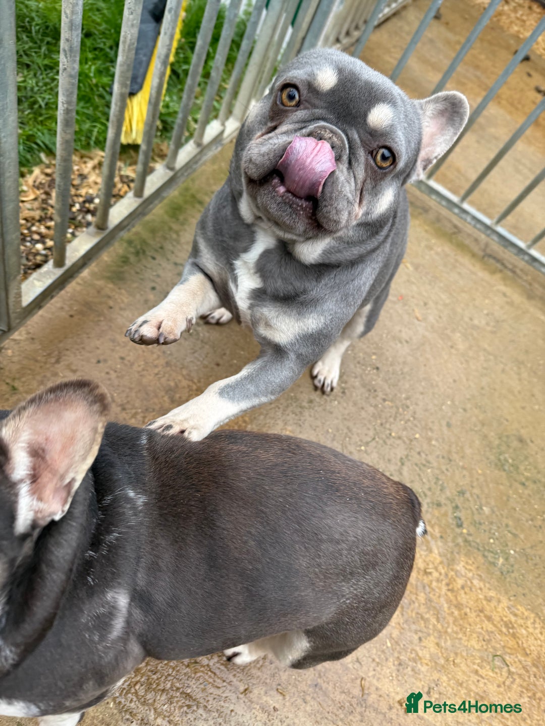 French Bulldog dogs for sale: FRENCH BULLDOGS  - Advert 9