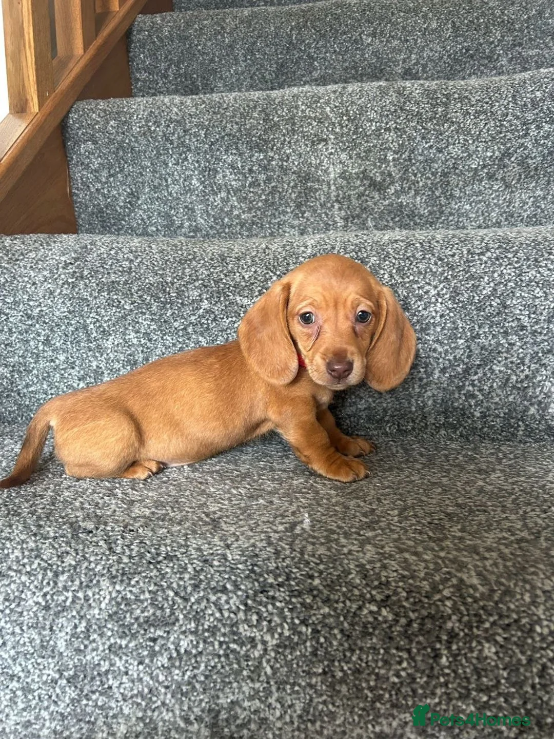 Miniature Dachshund dogs for sale: Beautiful Puppies in Sheffield - Advert 2
