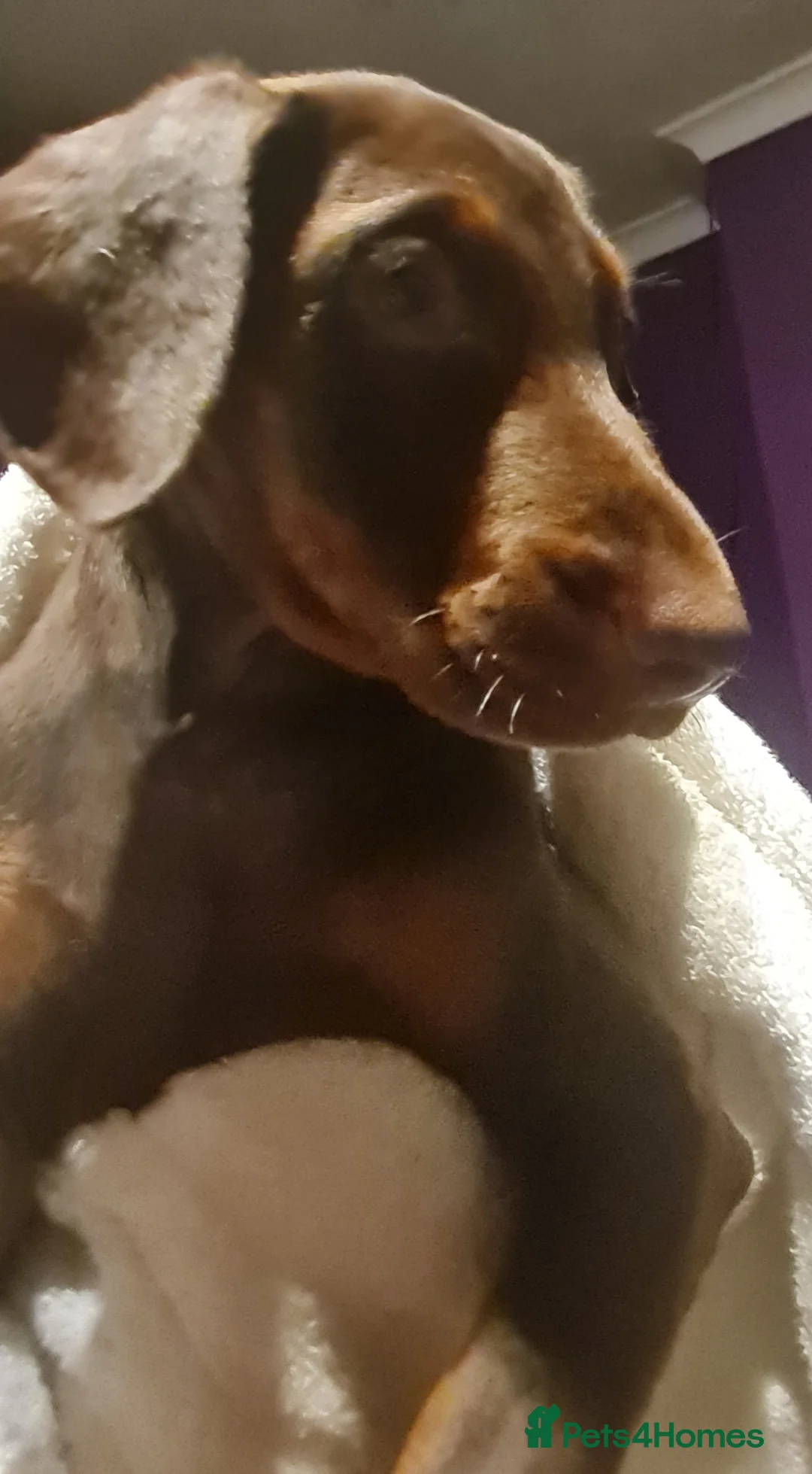 Dobermann dogs for sale: Doberman pups - Advert 2