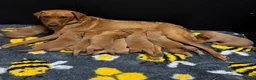 Labrador Retriever dogs for sale: GORGEOUS FOX RED LABRADOR FAMILY - Advert 1