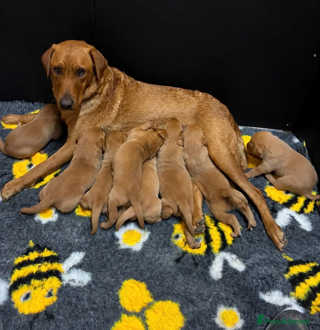 Labrador Retriever dogs for sale: GORGEOUS FOX RED LABRADOR FAMILY - Advert 1