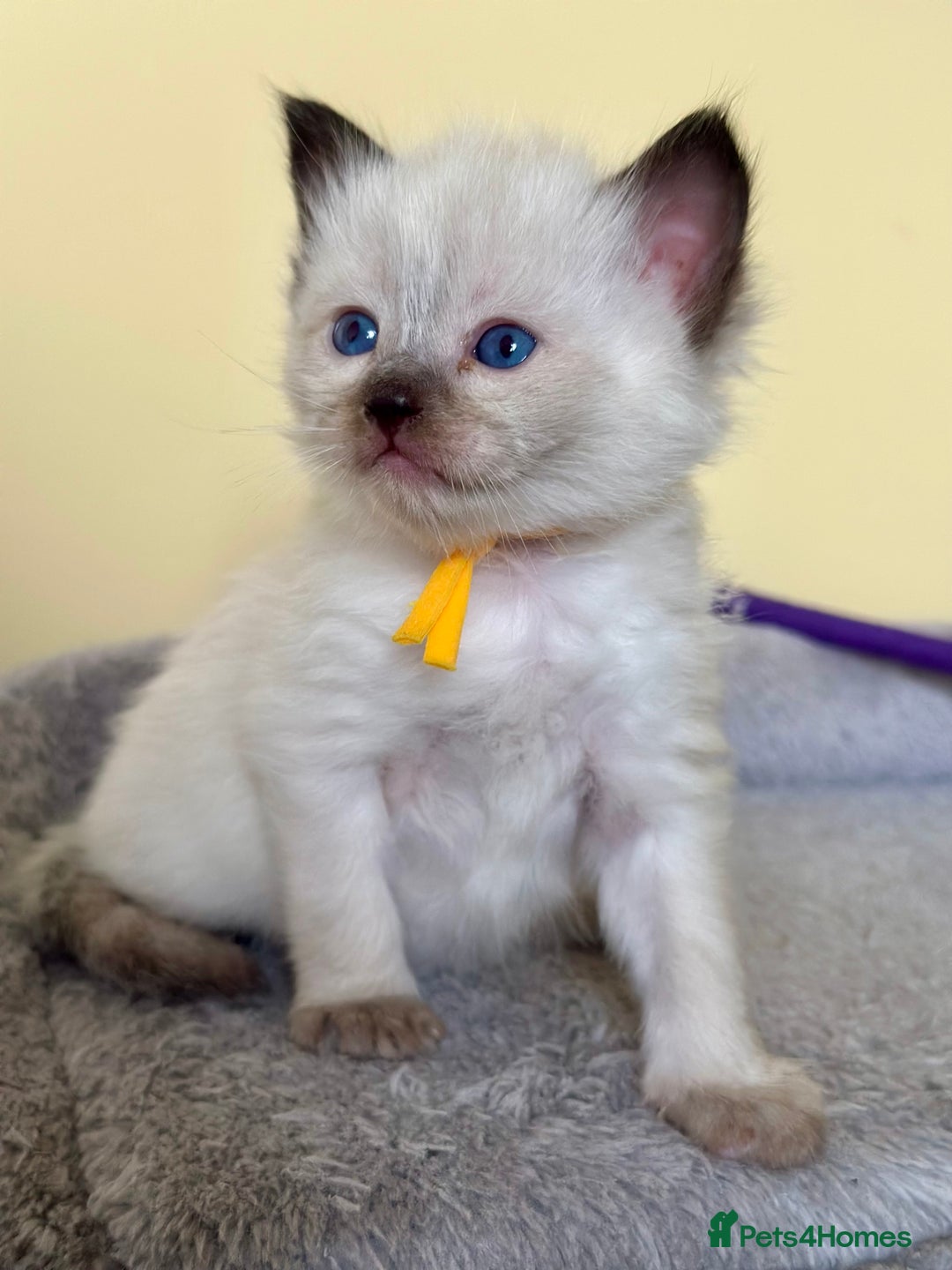 Ragdoll cats for sale: Adorable Ragdolls- DNA Clear Parents 🌟 - Image 4