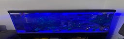 Angelfish fish for sale: Aqua one 125L and grey cabinet WITH FISH  - Advert 1