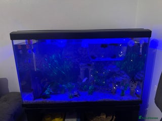 Angelfish fish Aqua one 125L and grey cabinet WITH FISH - Advert 1
