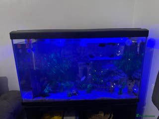 Angelfish fish Aqua one 125L and grey cabinet WITH FISH - Advert 2
