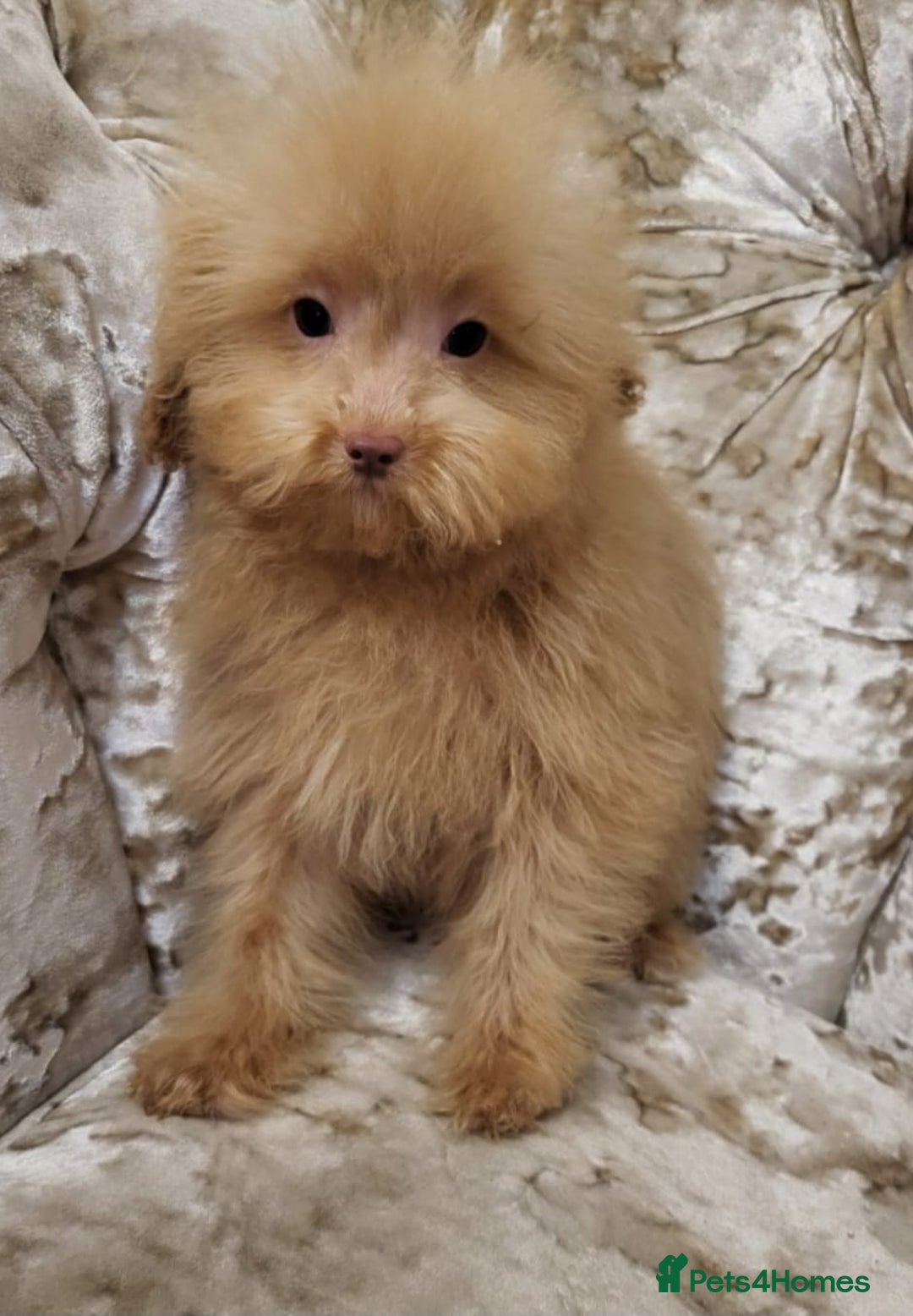 Toy Poodle dogs for sale: Asian toy poodles  - Advert 2