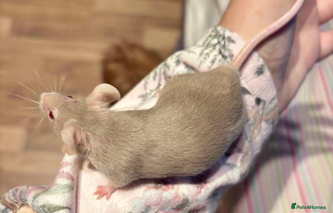 Mouse rodents for sale: Pet Fancy Mice - Adults & Babies - Image 9