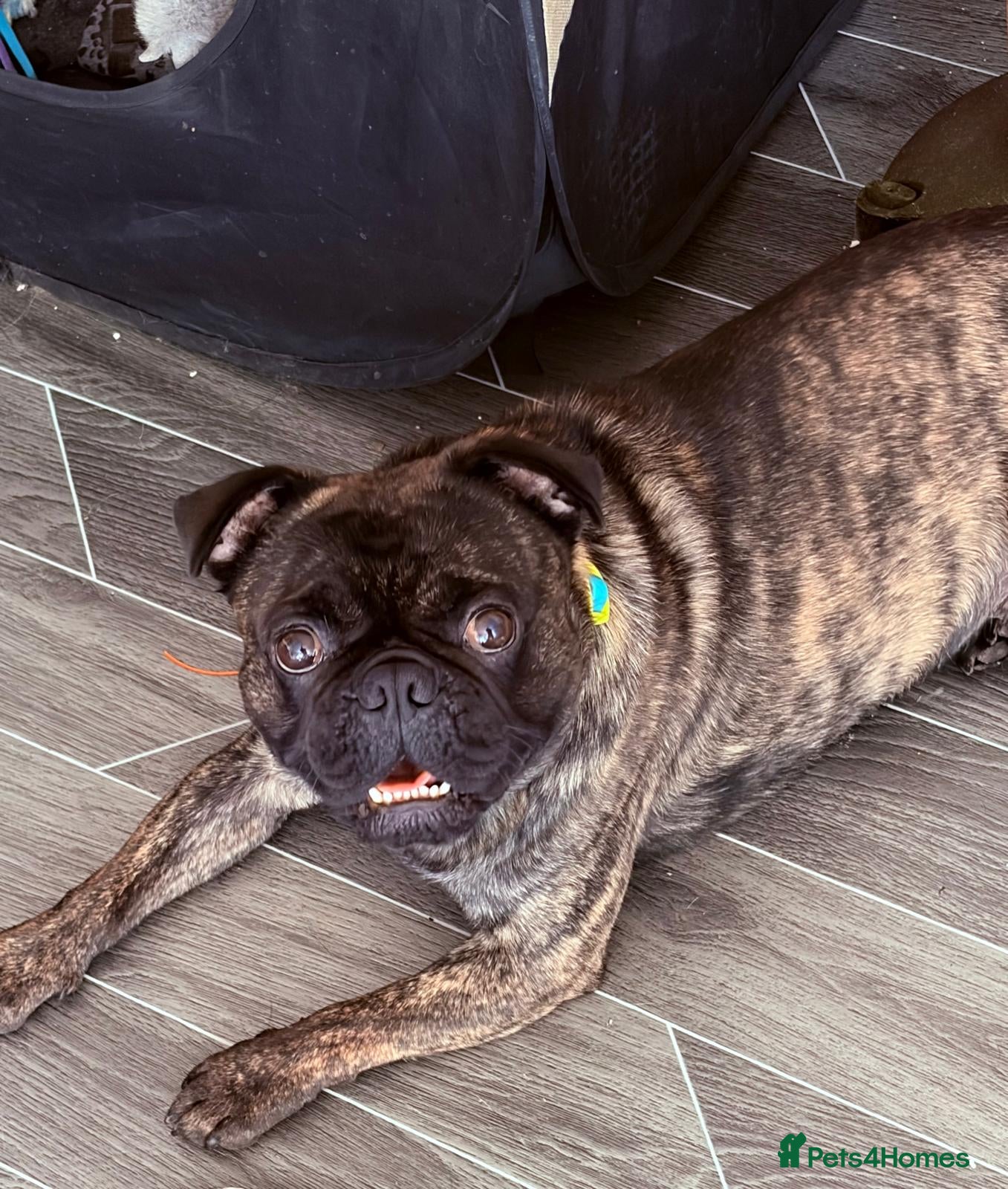 Frug dogs STUD ONLY - Advert 2