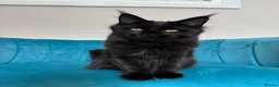 Maine Coon cats for sale: TICA Pedigree Registered Maine Coon Kittens - Advert 12