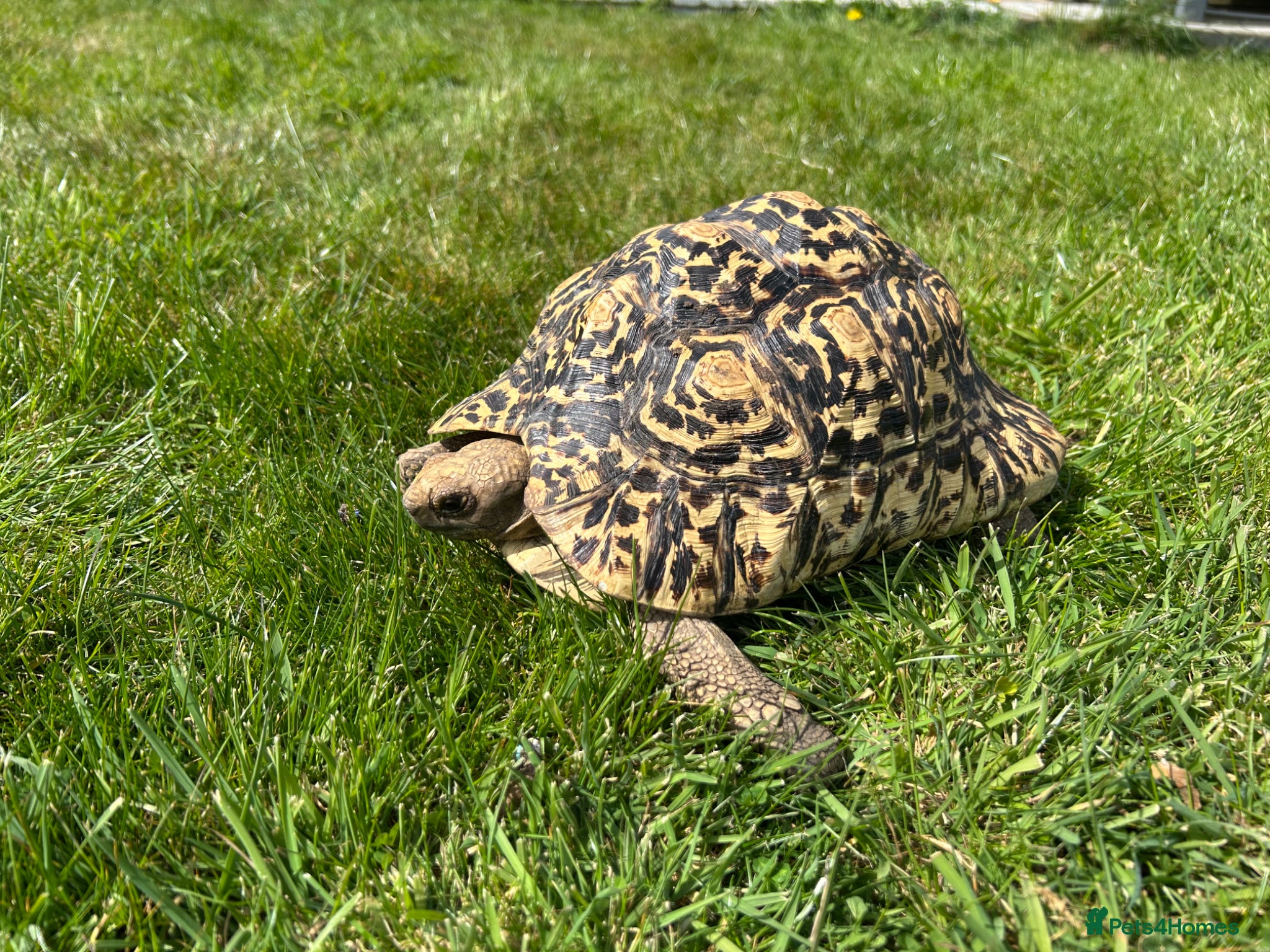 Tortoise reptiles for sale: Leopard Tortoise - Advert 4