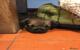 Border Terrier dogs for sale: Adorable Border terrier puppies  - Advert 7