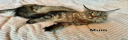 Maine Coon cats for sale: 🐾 Georgous TICA Maine Coon Kittens🐾 - Advert 12