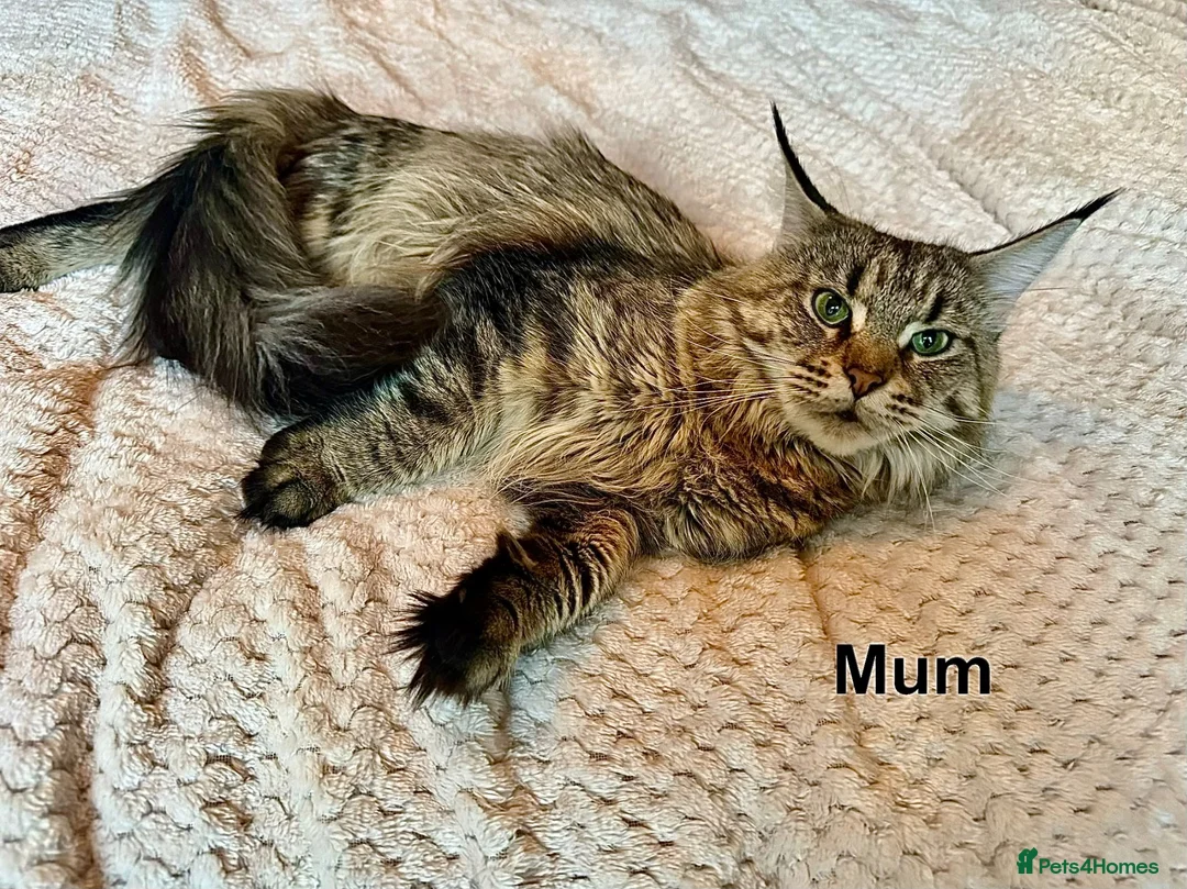 Maine Coon cats for sale: 🐾 Georgous TICA Maine Coon Kittens🐾 - Advert 12