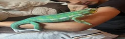 Chameleon reptiles for sale: Super Tame Panther Chameleon - Nosy Be - Advert 8