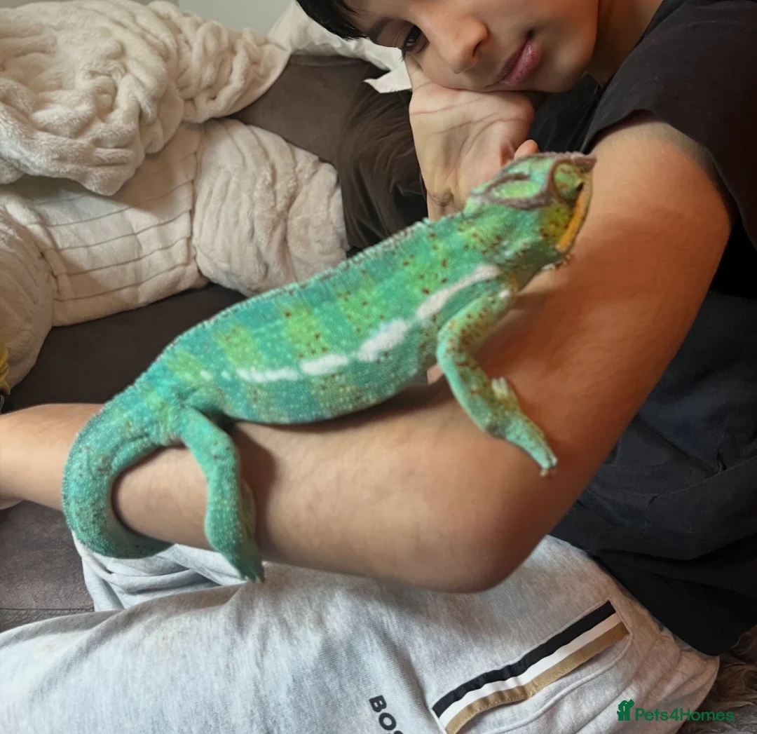 Chameleon reptiles for sale: Super Tame Panther Chameleon - Nosy Be - Advert 8