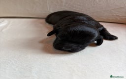 Cavapoo dogs for sale: Cavapoo (Cavalier Backcross) Puppies - Image 11