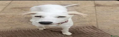 Saluki 1