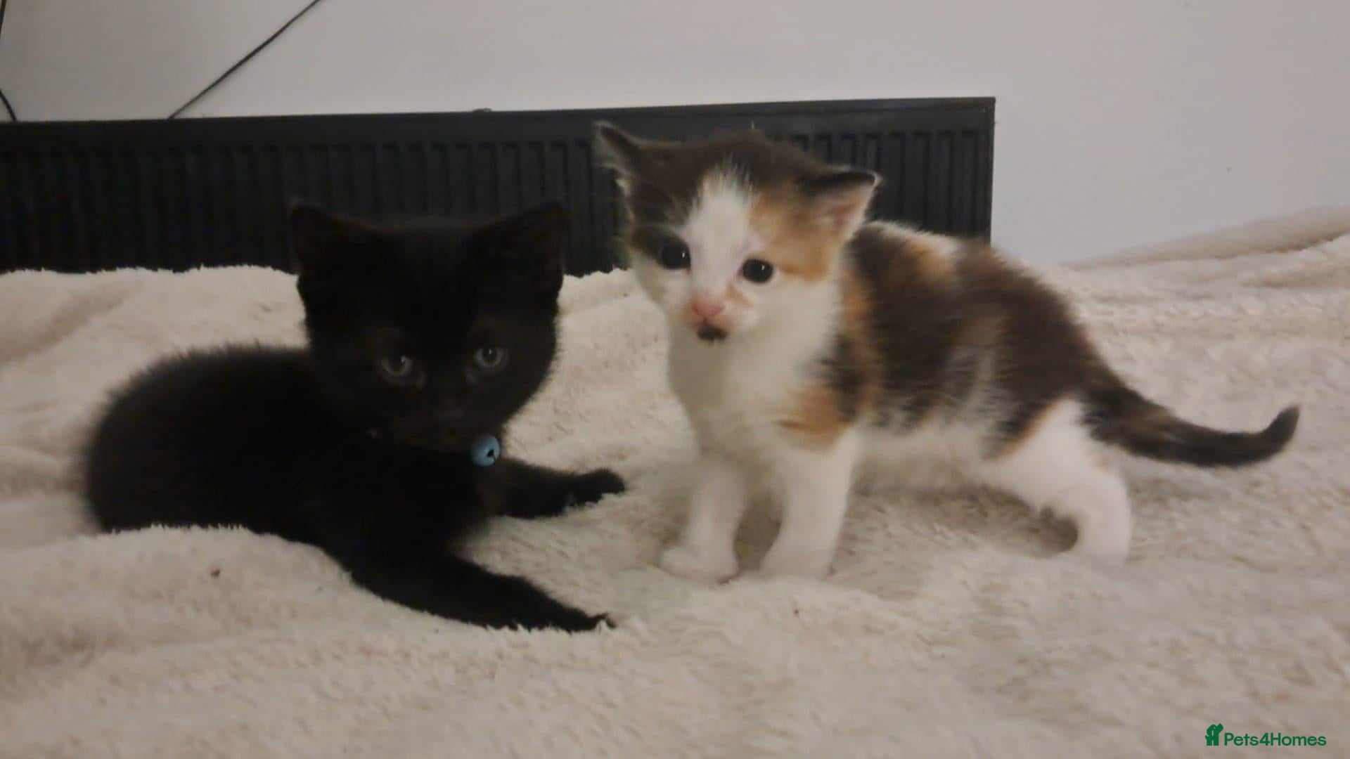Mixed Breed cats Donnie and margot - Advert 11