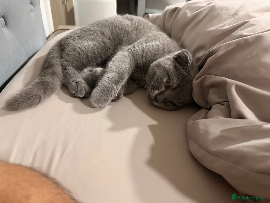 Scottish Fold cats for sale: Scottish fold grey  in Sutton Coldfield - Advert 2
