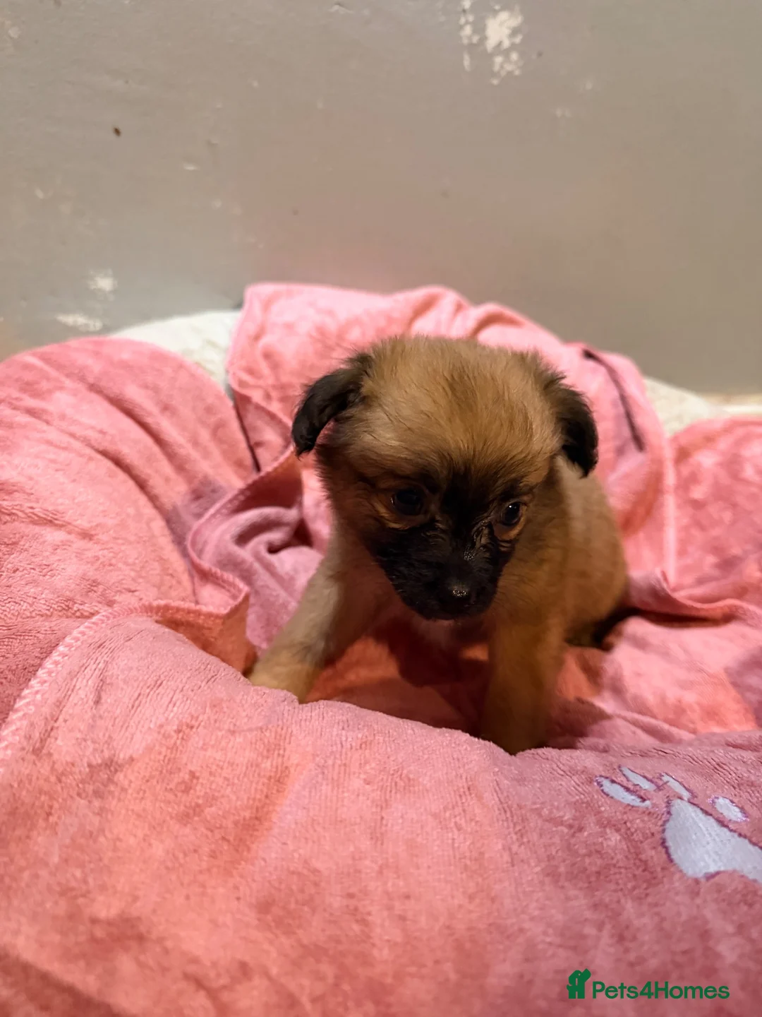 Mixed Breed dogs for sale: Gorgeous puppies  - Advert 12