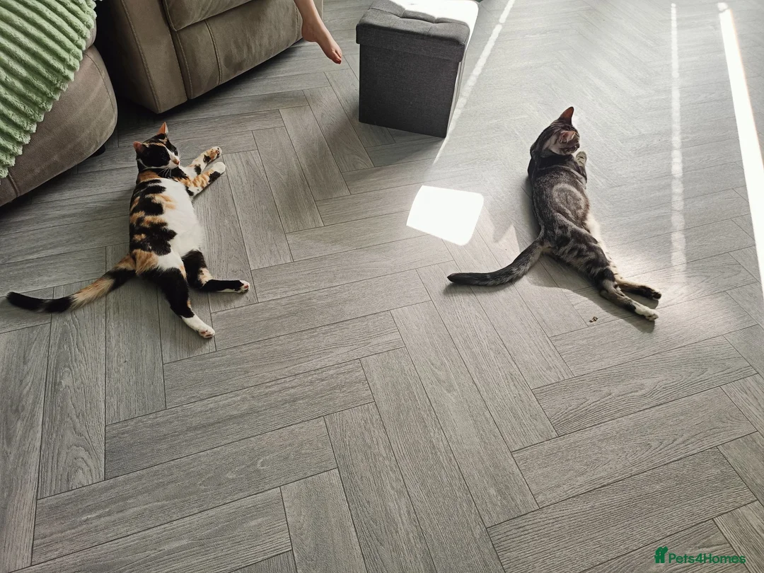 Mixed Breed cats for sale: 2x 7 month old kittens - Advert 1
