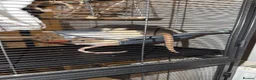 Rat rodents for sale: Male rats  in Bradford - Advert 2