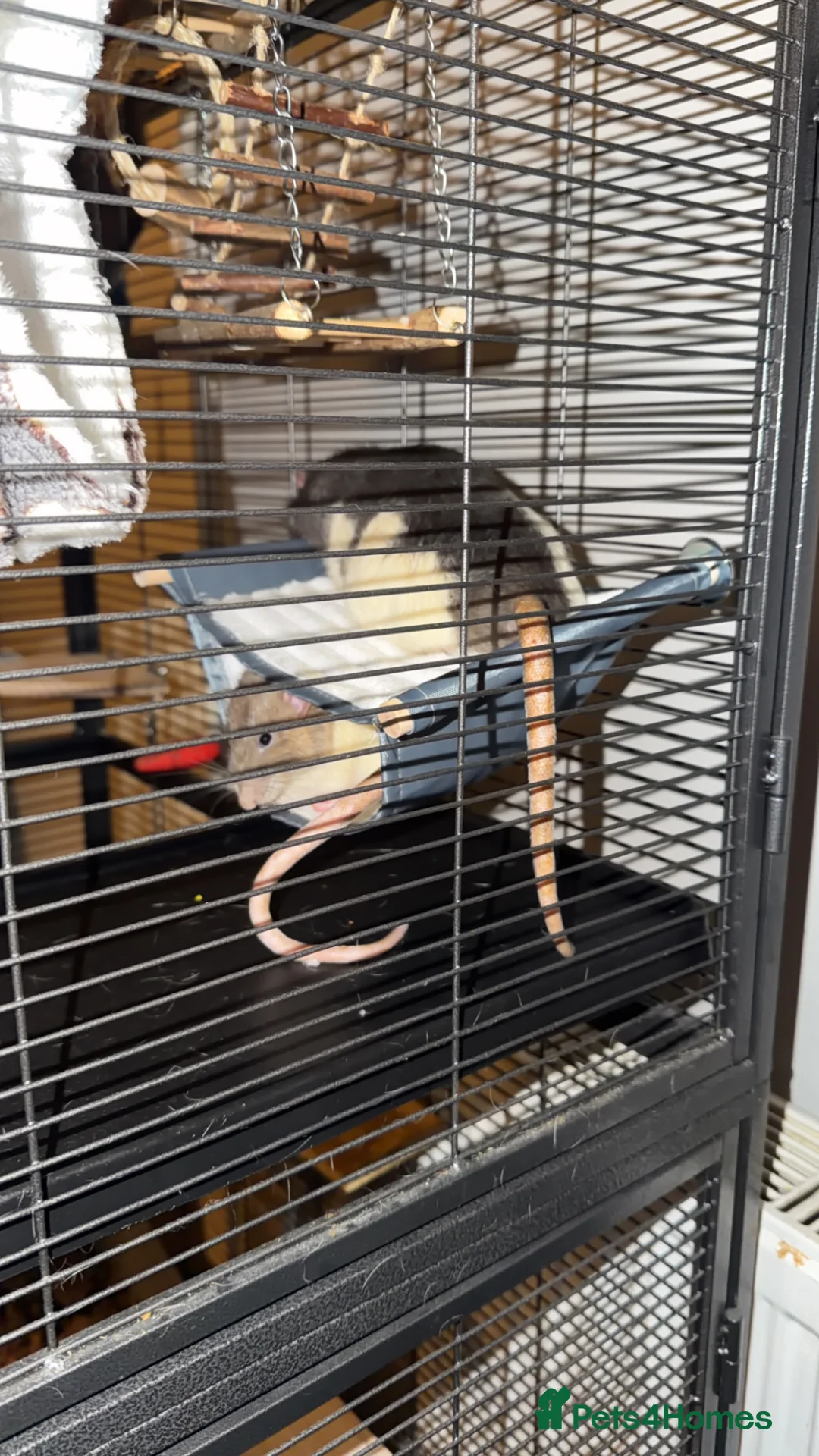 Rat rodents for sale: Male rats  in Bradford - Advert 2