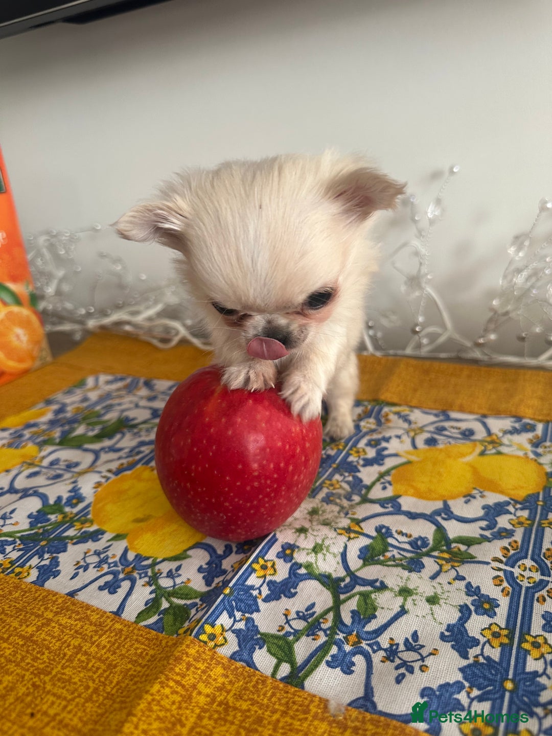 Chihuahua dogs for sale: KC Reg Russian and Czech Champions puppies L/C - Advert 25