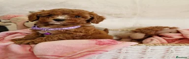 Cavapoo 6