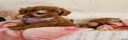Cavapoo dogs for sale: 💖BEAUTIFUL LICENSED-BRED CAVAPOOS💖 - Advert 15