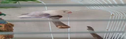 Lovebirds birds for sale: Fischers lovebird hen not tame - Advert 3