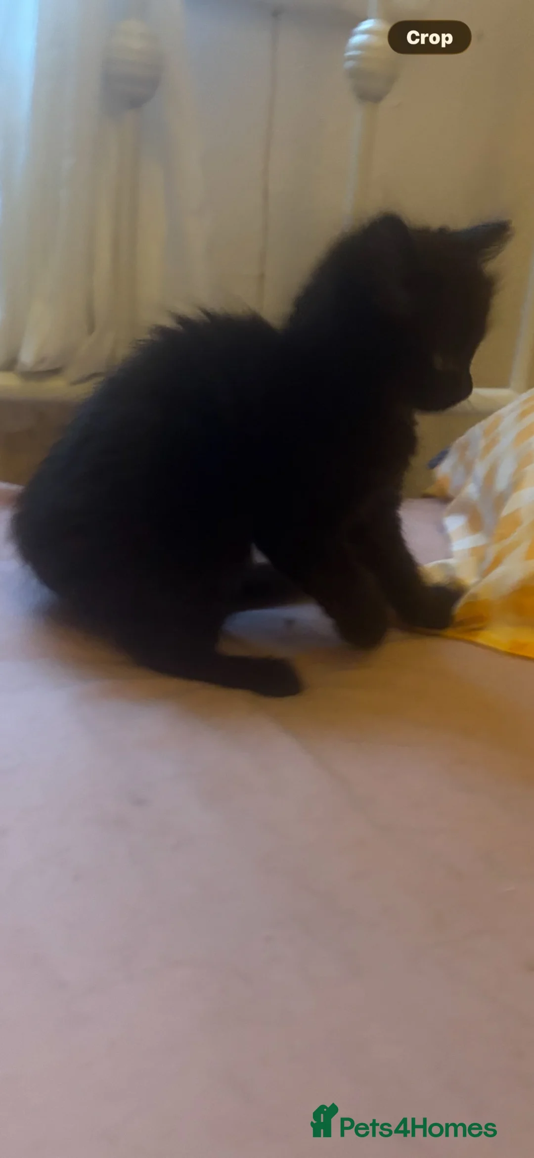 Mixed Breed cats for sale: 4 beautiful kittens in Blackburn - Advert 2