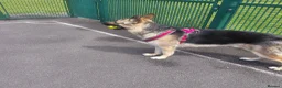 German Shepherd dogs for sale: Male German shepherd  in Leigh - Advert 2