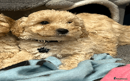 Cavapoochon dogs for sale: Cavapoochon puppies ready for new forever home💕 - Advert 12