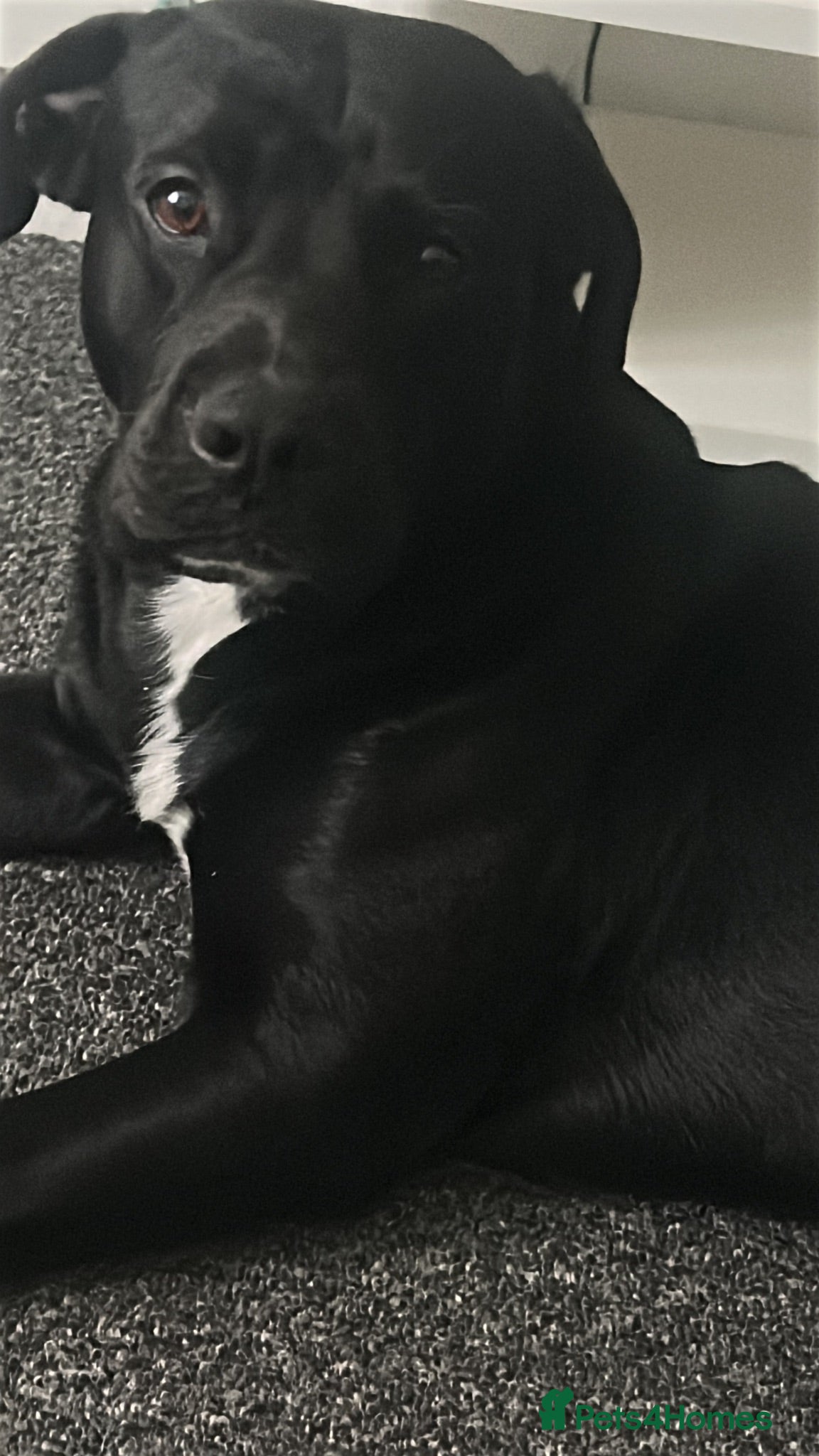 Mixed Breed dogs Lovely dog - Advert 8