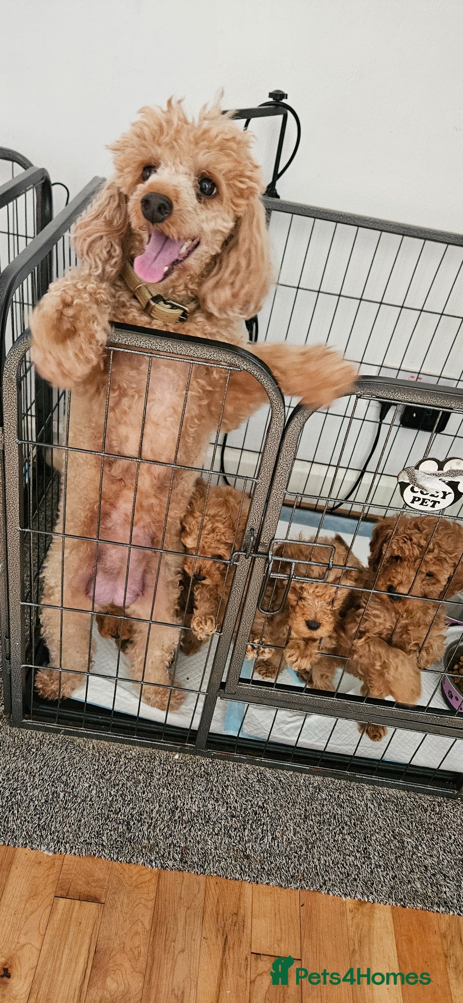 Toy Poodle dogs Red Toy Poodle Puppies x 2 males left - Advert 11