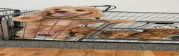 Toy Poodle dogs for sale: Red Toy Poodle Puppies x 2 males left - Advert 1